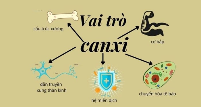 Tầm quan trọng của canxi