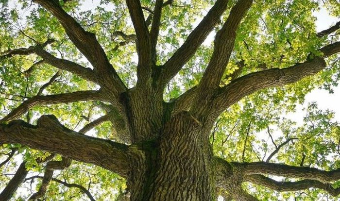 Vải modal được làm từ một loại gỗ quý lâu năm nên việc sản xuất khá hạn chế