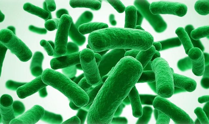 Tác dụng của lợi khuẩn Bifidobacterium