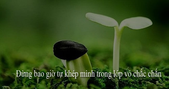 Thảo luận về việc Đừng bao giờ tự khép mình trong lớp vỏ cứng chắc