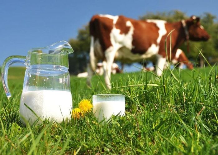 Nếu trẻ dị ứng với sữa bò, có thể tạm thời ngưng sử dụng. (Nguồn: Camel Milk)