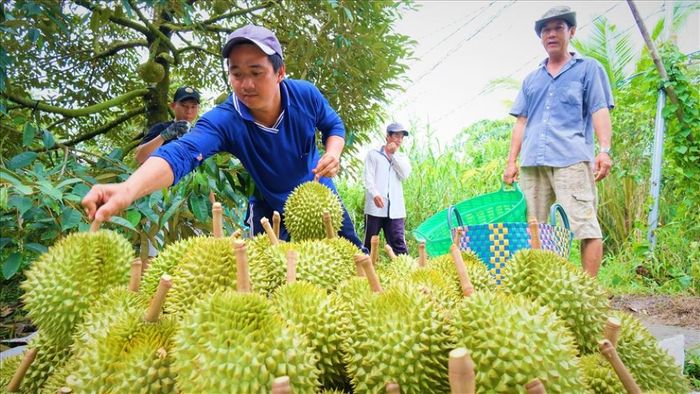 Năm 2023, nông dân hạnh phúc khi sầu riêng thu hoạch đạt mùa và được bán với giá cao cho thương lái, nhu cầu tiêu thụ trên thị trường cũng tăng lên đáng kể.