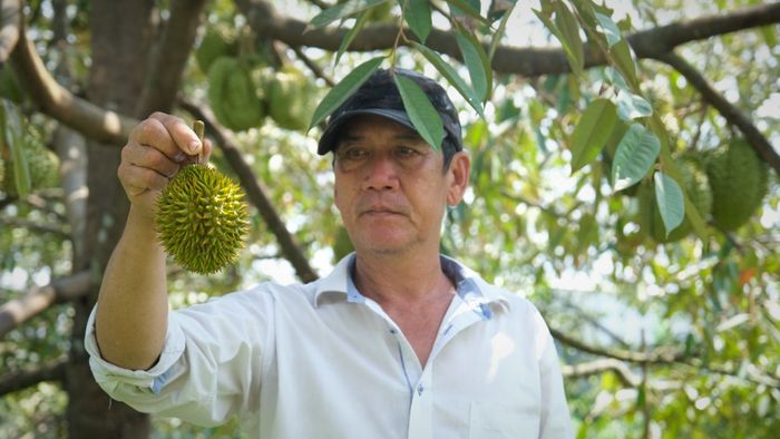 Trái sầu riêng đang rụng khi chúng vẫn còn nhỏ. Ảnh: Phong Linh.