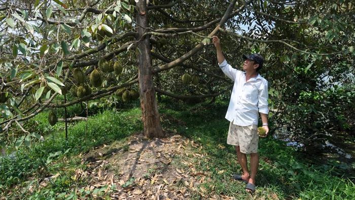 Vườn sầu riêng của ông Truyền đang phải đối mặt với tình trạng cháy lá, dẫn đến hiệu suất sản xuất giảm sút. Ảnh: Phong Linh.