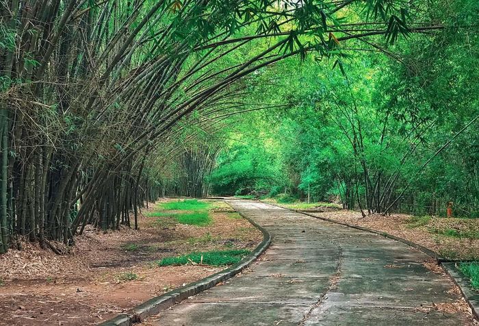 Một góc nhỏ của làng tre Phú An. Ảnh: Nguyễn May