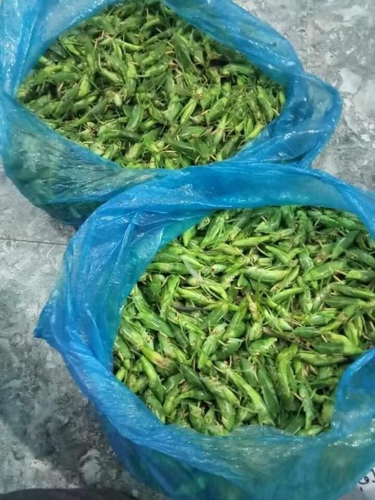 Muồm muỗm đã được lấy cánh, đóng gói thành từng túi. (Ảnh: Phương Quý)