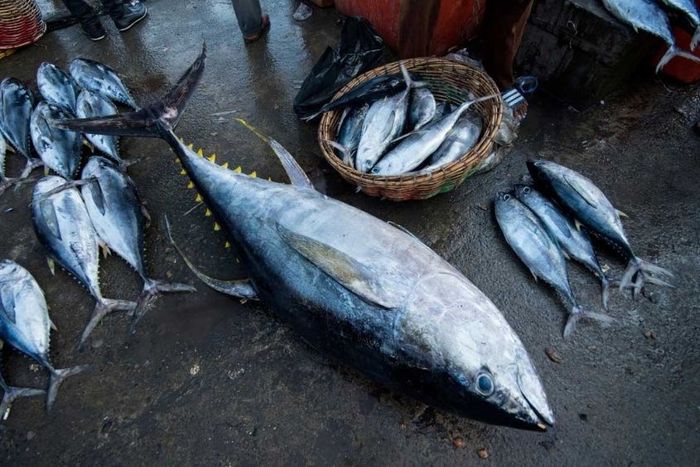 Phương pháp chuẩn bị cá ngừ