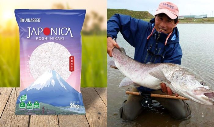 Gạo Koshihikari và cá hồi Hokkaido là hai thành phần chính của cháo