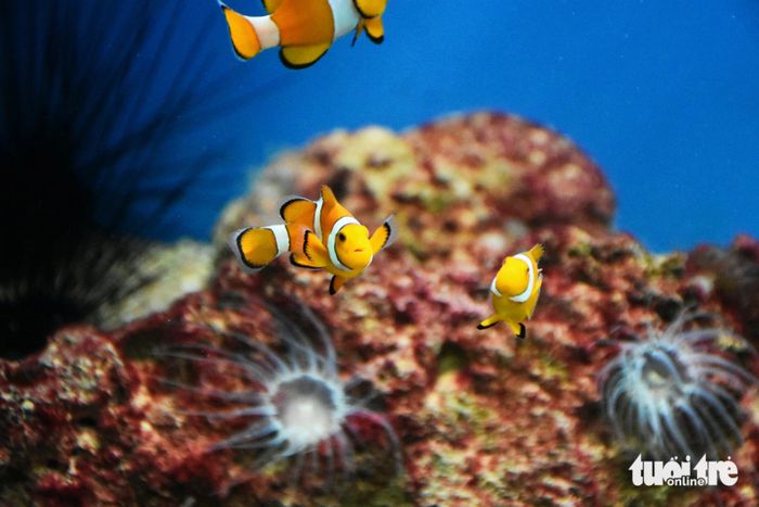 Loài cá khoang hổ Nemo thường sinh sống ở vùng biển ngoài khơi quần đảo Trường Sa - Ảnh: TRẦN HOÀI