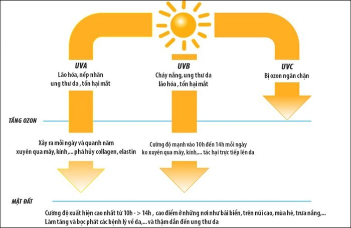 Có tổng cộng 3 loại tia UV: UVA, UVB và UVC