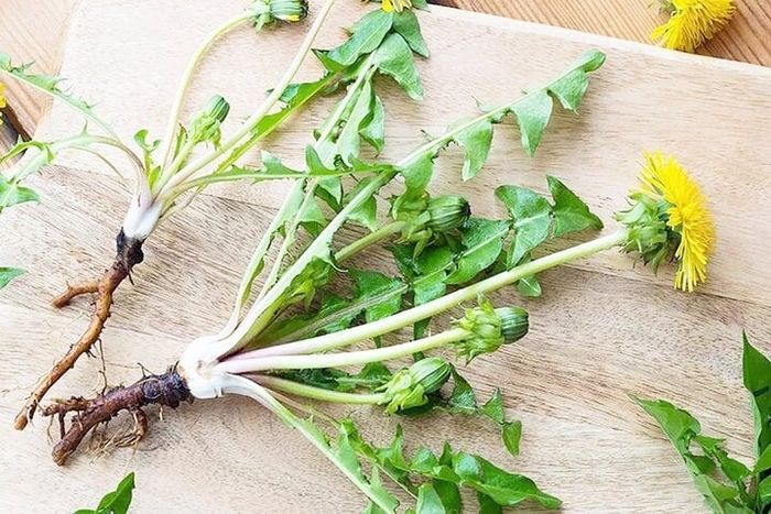 Cây bồ công anh và tác dụng chữa bệnh