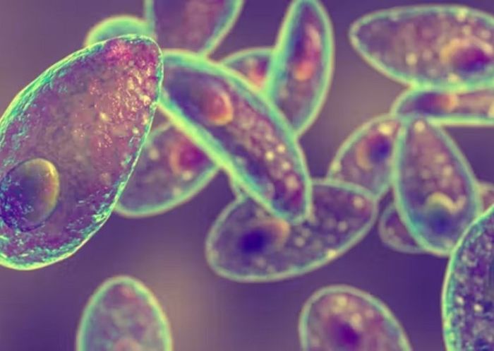 Ký sinh trùng toxoplasma gondii là một trong các nguyên nhân gây ngộ độc thực phẩm ở thai phụ. Nguồn từ theconversation