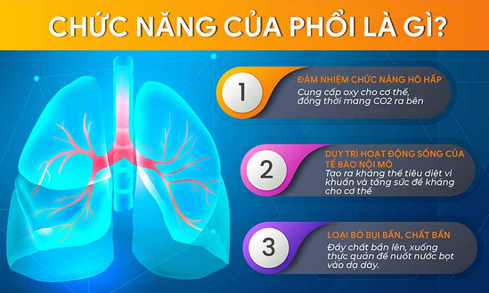 Các chức năng chính của phổi