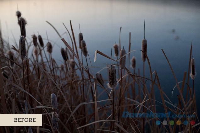 Bụi Cattails (Trước)