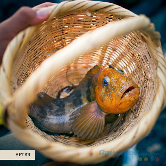 Bắt cá Peruvian trong ngày (Sau)