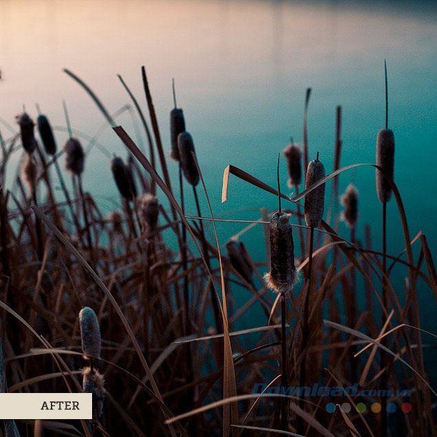 Bụi Cattails (Sau)