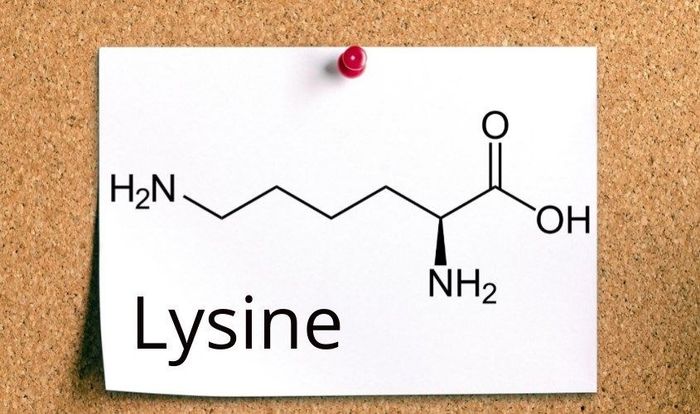 Lysine là một trong những loại axit amin thiết yếu