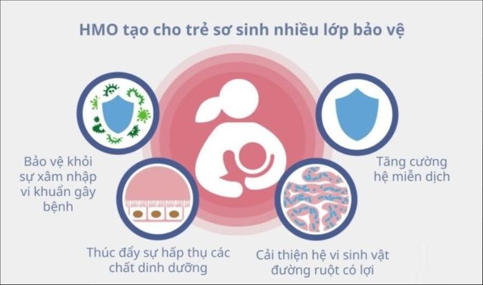 HMO tạo ra một lớp bảo vệ cho trẻ sơ sinh