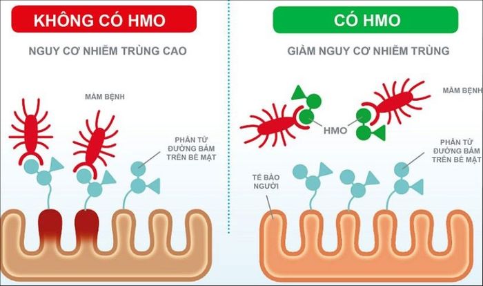 HMO đóng vai trò trong việc kháng khuẩn và kháng virus