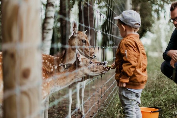 Ba mẹ nên giám sát khi trẻ chơi đùa cùng các loài động vật. Ảnh: unsplash