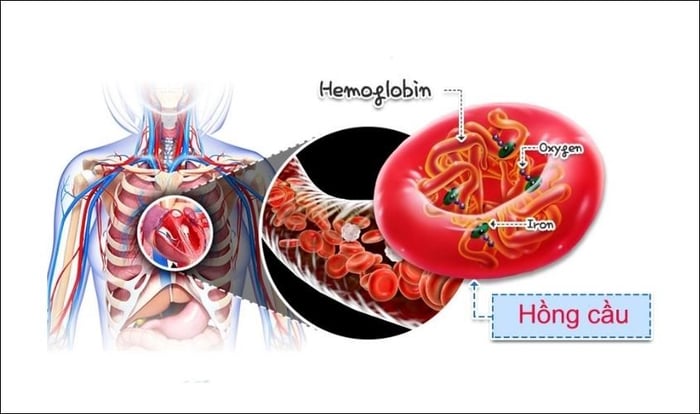 Sắt đóng vai trò quan trọng trong huyết tương