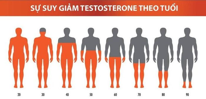 Nồng độ Testosterone sẽ trải qua quá trình lão hóa và giảm dần theo tuổi