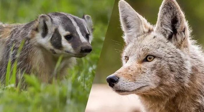 Những điều thú vị về 'vua lì đòn' lửng