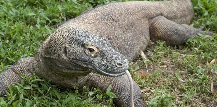 Những điều bất ngờ về rồng Komodo