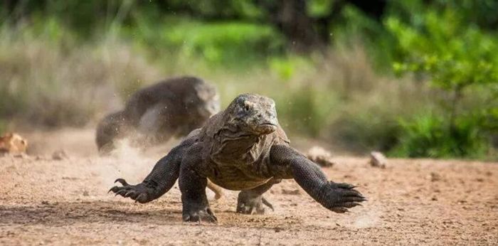 Những sự thật đặc biệt về rồng Komodo