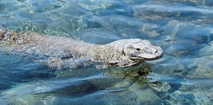 Những điều thú vị về loài rồng Komodo