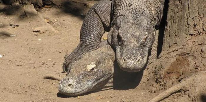 Những sự thật đặc biệt về rồng Komodo