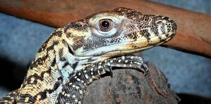 Những sự thật đặc biệt về rồng Komodo