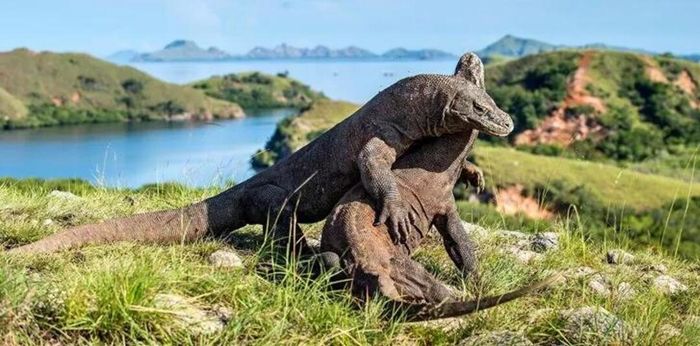 Những điều bất ngờ về rồng Komodo