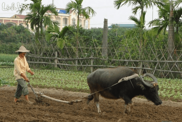 Xem tử vi cho tuổi Sửu ngày 20/5/2024