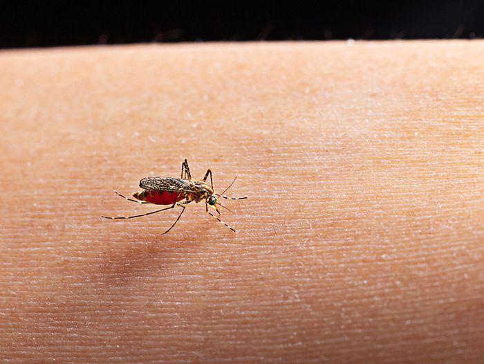 Một con muỗi đang hút máu người.