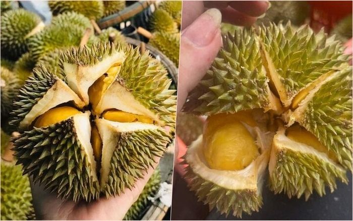 Sầu riêng mini thu hút nhiều người bởi giá thành phải chăng và hương vị ngon lành. (Ảnh: NVCC)
