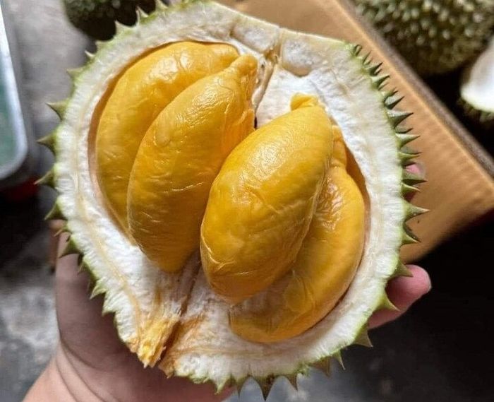 Múi sầu riêng mini màu vàng óng ánh, hấp dẫn mọi ánh nhìn. (Ảnh: NVCC)