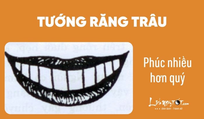 Phân biệt tính cách qua tướng răng - Răng trâu