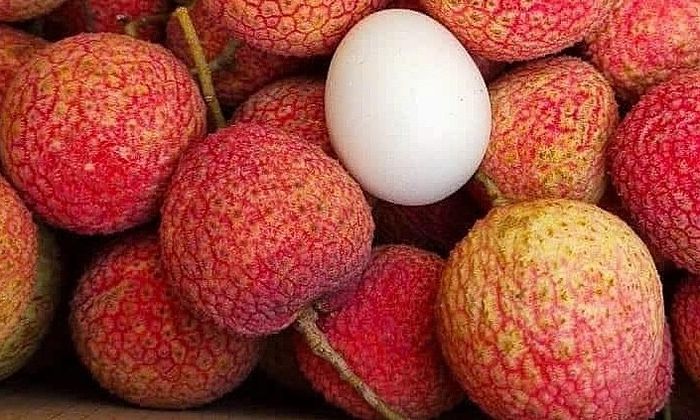 Vải trứng Hưng Yên: 240.000 đồng/kg