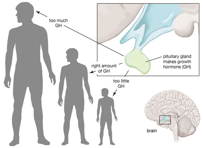 Hormone quá cao hoặc quá thấp đều có thể ảnh hưởng đến sự phát triển của cơ thể.