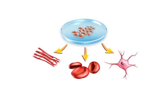 Nhiều người thắc mắc không biết tế bào gốc được lấy từ đâu