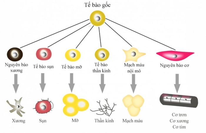 Tế bào gốc thường được chia thành nhiều dạng khác nhau