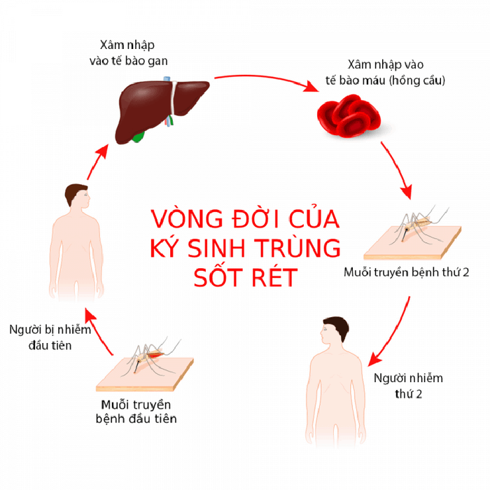 Hình ảnh minh họa quá trình lây truyền và gây bệnh của ký sinh trùng ở người