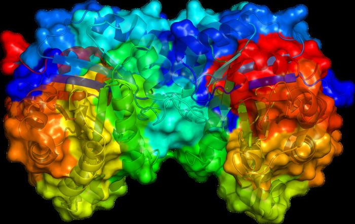 Men tiêu hóa hoạt động như các enzyme tiêu hóa.