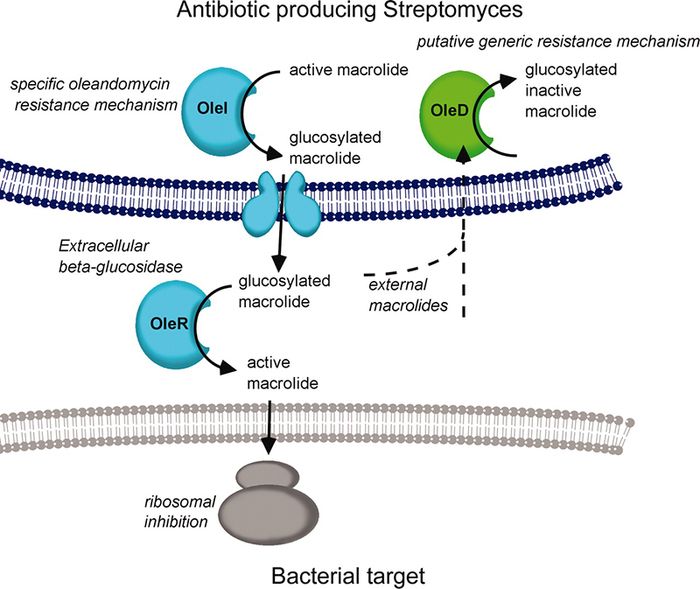 Cơ chế tác động của kháng sinh ngăn chặn quá trình tổng hợp protein của vi khuẩn