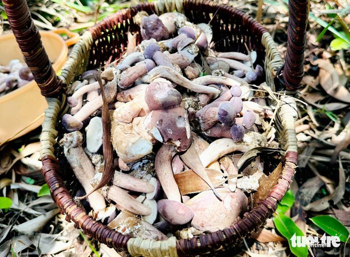 Nấm tràm có màu nâu xám, khi ăn mang vị đắng nhẹ kèm theo hương vị ngọt giòn, và được bán với giá khoảng 150.000 đồng/kg - Ảnh: CHÍ CÔNG