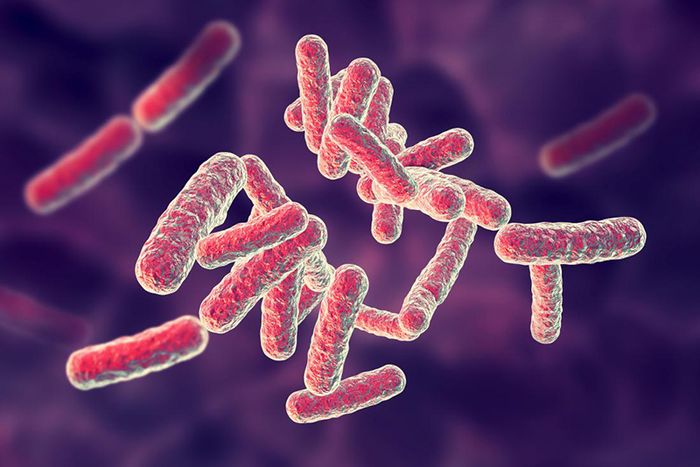 Bệnh thường do vi khuẩn Gram (-) như E.coli, Pseudomonas gây ra