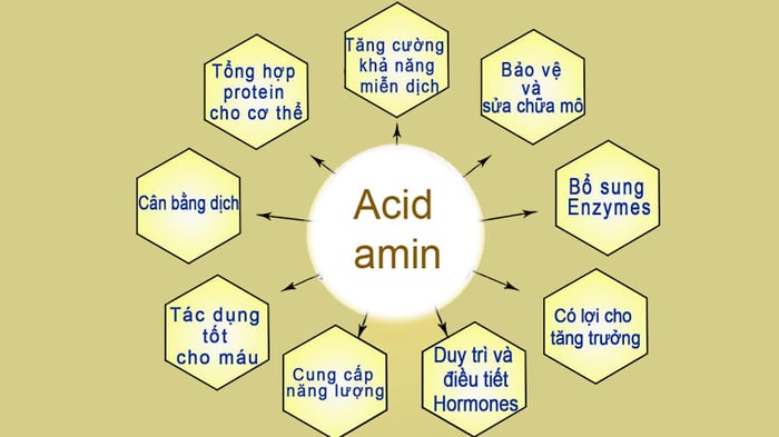 Axit amin có một vai trò vô cùng quan trọng đối với cơ thể con người