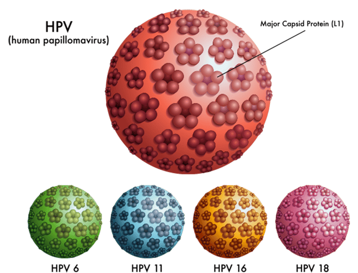 Hình ảnh một số chủng virus HPV phổ biến