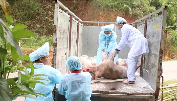 Việc tiêu hủy lợn đã nhiễm bệnh cần được thực hiện một cách nhanh chóng và an toàn.